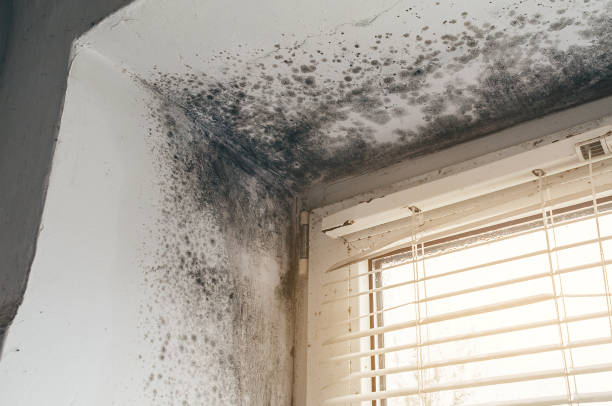 Affordable Mold Cleanup solutions in Brooklyn, MD
